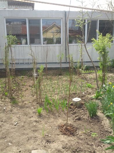 gojii si 2 pui caisi