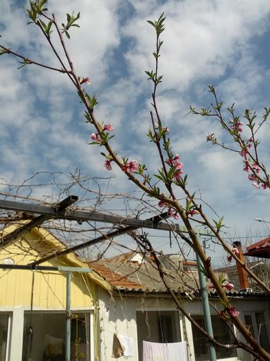 piersic - gradina mea 2015