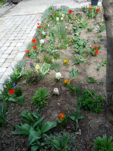 IMG_20150416_115304 - gradina mea 2015