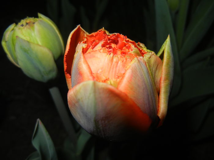 Tulipa Esprit (2015, April 16) - Tulipa Esprit