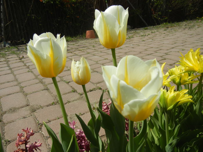 Tulipa Flaming Coquette (2015, April 16)
