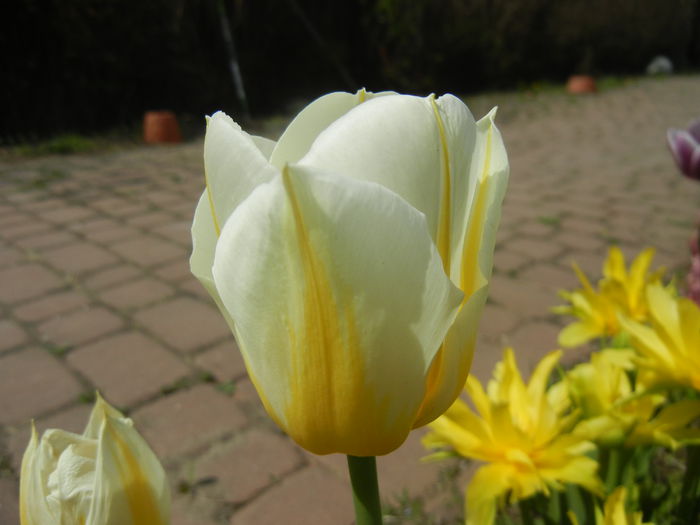 Tulipa Flaming Coquette (2015, April 16) - Tulipa Flaming Coquette