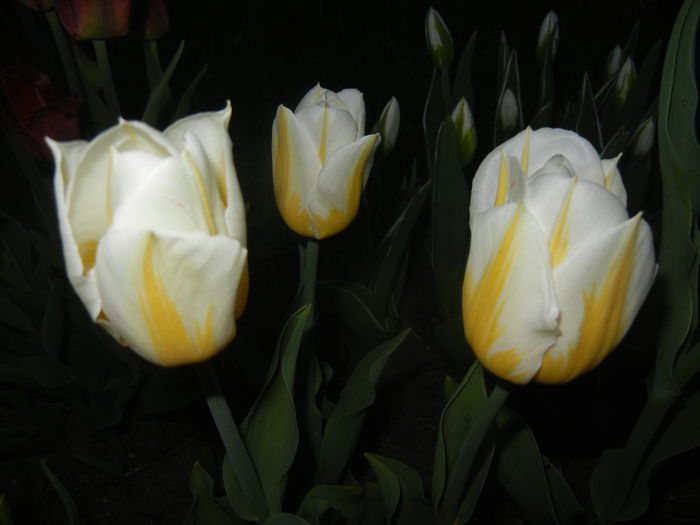 Tulipa Flaming Coquette (2015, April 16) - Tulipa Flaming Coquette