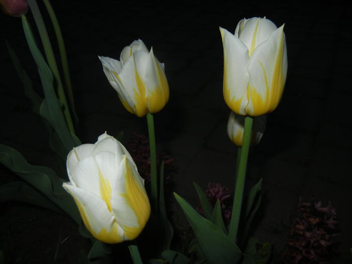 Tulipa Flaming Coquette (2015, April 16) - Tulipa Flaming Coquette