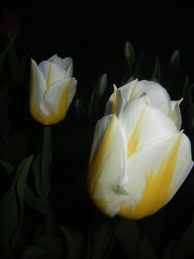 Tulipa Flaming Coquette (2015, April 16)