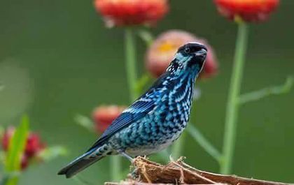  - FRUMUSETI  MONDIALE