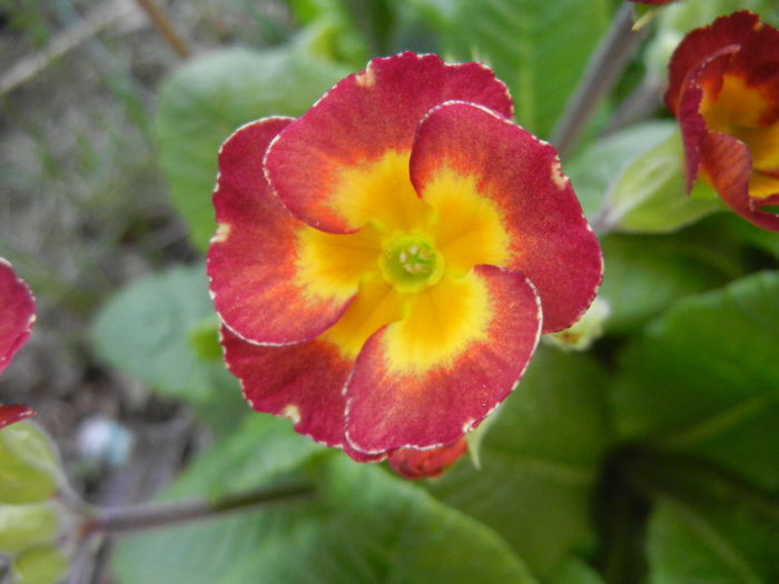 Primula polyanthus Red (2015, April 11)
