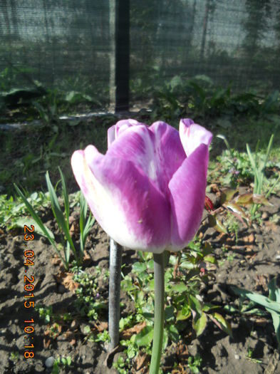 DSCN4240 - flori de primavara
