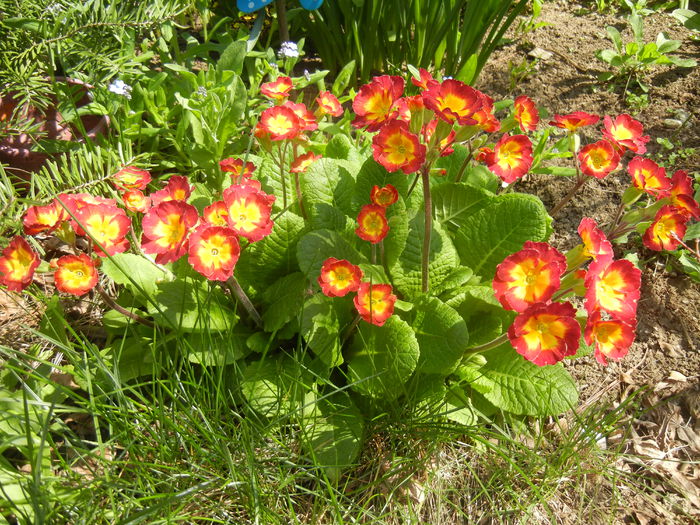 Primula polyanthus Red (2015, April 13)