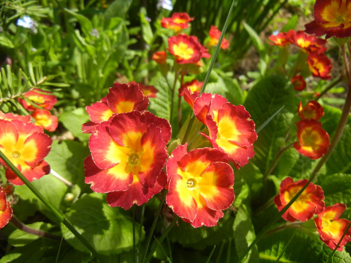 Primula polyanthus Red (2015, April 13) Primula polyanthus Red (2015, April 13)