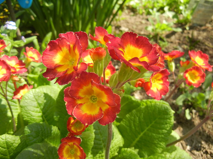 Primula polyanthus Red (2015, April 13) Primula polyanthus Red (2015, April 13)