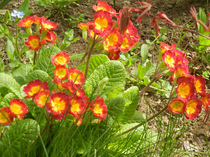 Primula polyanthus Red (2015, April 15) - Primula polyanthus Red