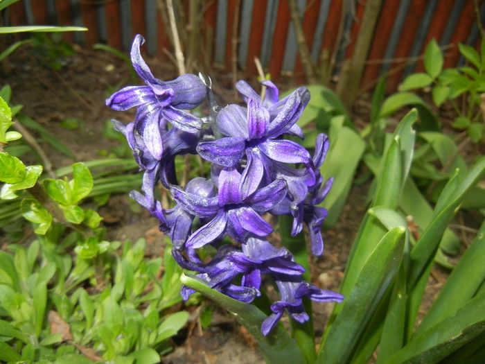 Hyacinth Peter Stuyvesant (2015, Apr.15)