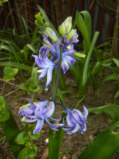 Hyacinth Isabelle (2015, April 15)