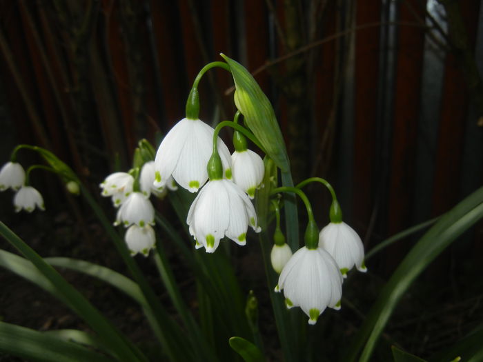 Leucojum aestivum (2015, April 15) - GHIOCEI_Leucojum aestivum