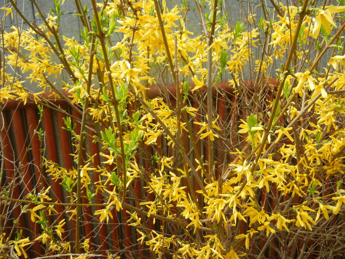 Forsythia x intermedia (2015, April 15) - FORSYTHIA x Intermedia