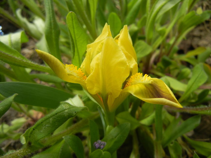 Iris pumila Yellow (2015, April 15) - Iris pumila Yellow