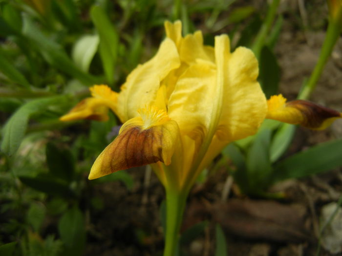 Iris pumila Yellow (2015, April 15) - Iris pumila Yellow