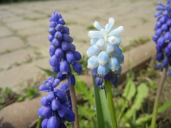 Muscari Peppermint (2015, April 15) - Muscari Peppermint