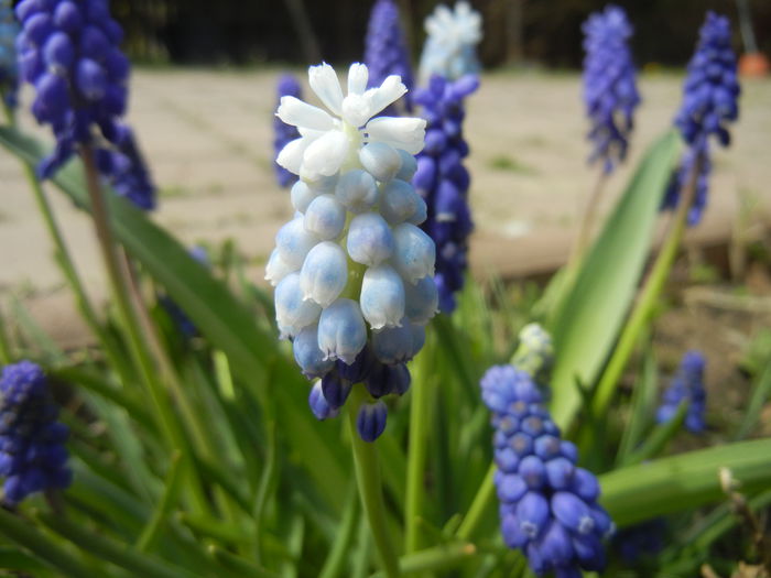 Muscari Peppermint (2015, April 15) - Muscari Peppermint