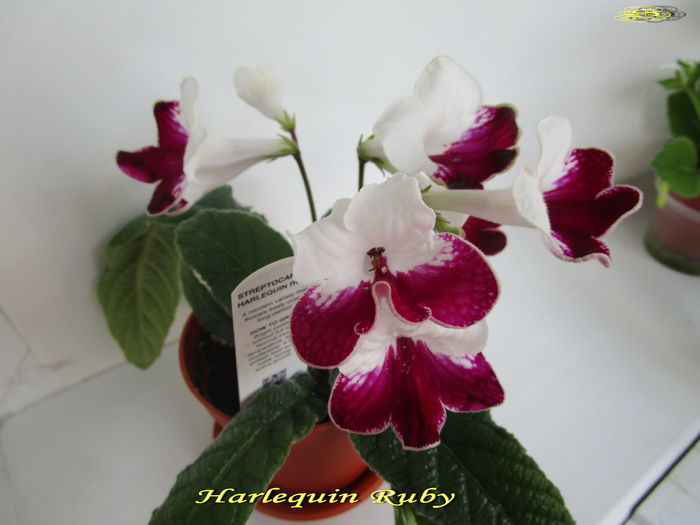 Harlequin Ruby (23-04-2015) - Streptocarpusi 2015