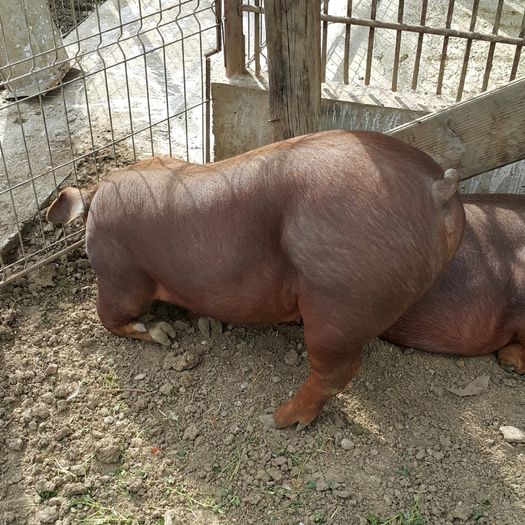 2015-04-22 22.14.41 - Duroc cu pedigree