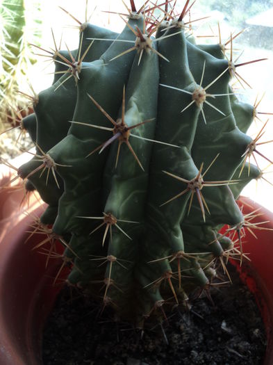 DSC08273 - Cactusi