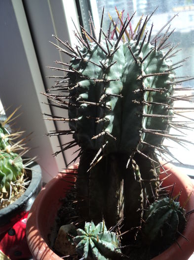 DSC08274 - Cactusi