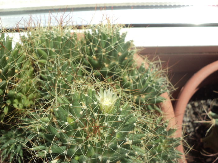 DSC08276 - Cactusi