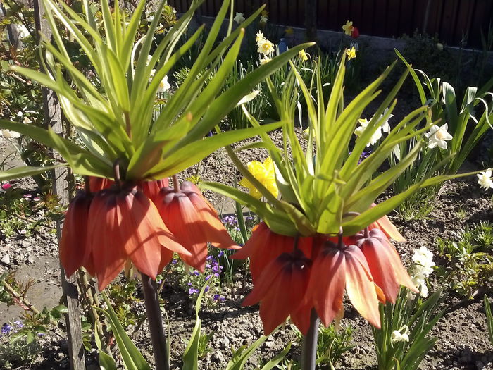 IMG_20150423_103246 - 2015 Flori in  gradina