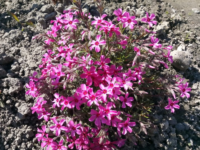 IMG_20150423_151429 - 2015 Flori in  gradina