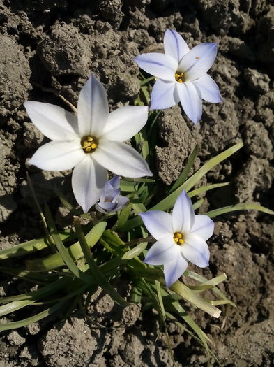 Knofi - 2015 Flori in  gradina