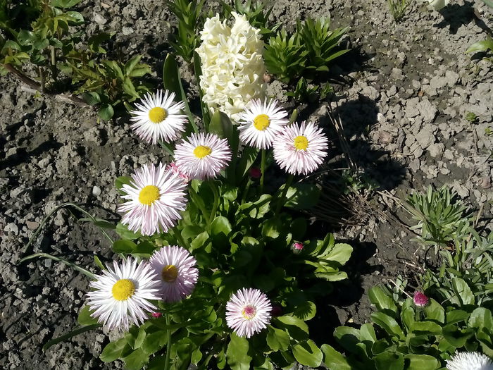 IMG_20150423_151621 - 2015 Flori in  gradina