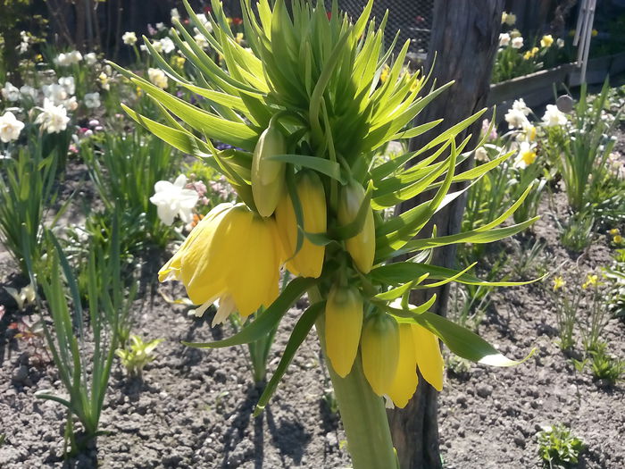 Fritillaria - 2015 Flori in  gradina