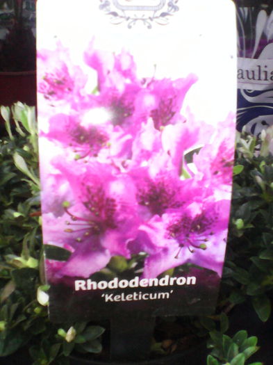 rhododendron keleticum de vanzare 37 ron - Rhododendron diverse culori 2015