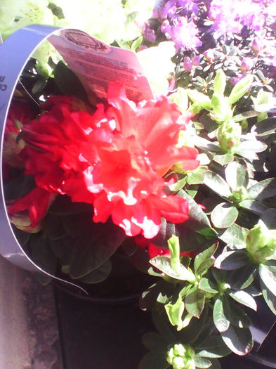 rhododendron scarlet wonder de vanzare 37 ron