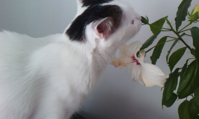 2015-04-17 17.04.01 - FELIX