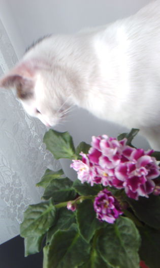 2015-04-22 17.19.05 - FELIX