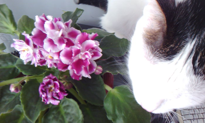 2015-04-22 17.19.17 - FELIX