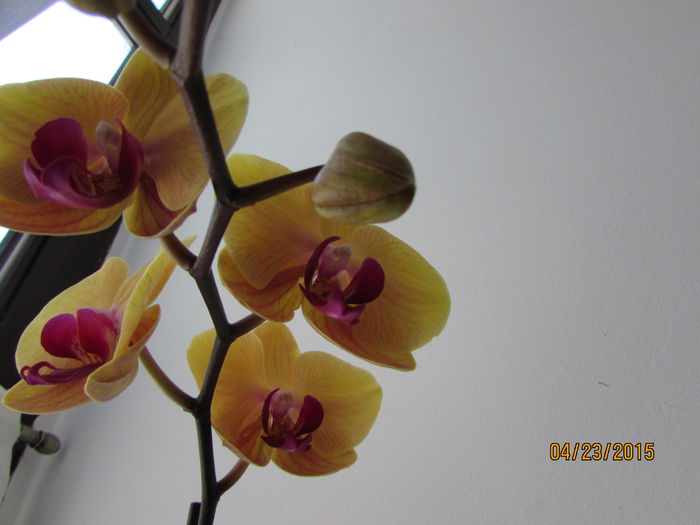 IMG_0283 - phalenopsis