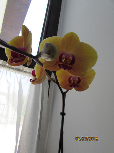 IMG_0284 - phalenopsis