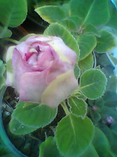 Esenia