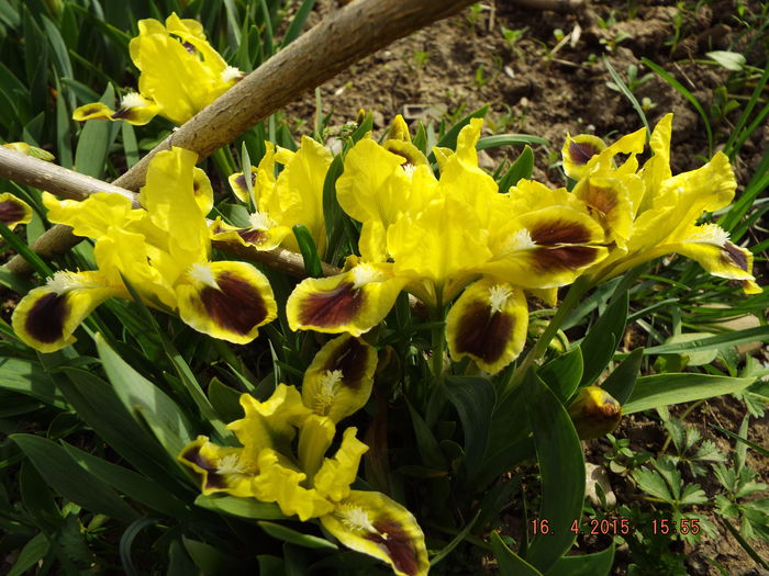 DSCF9469 - flori 2015