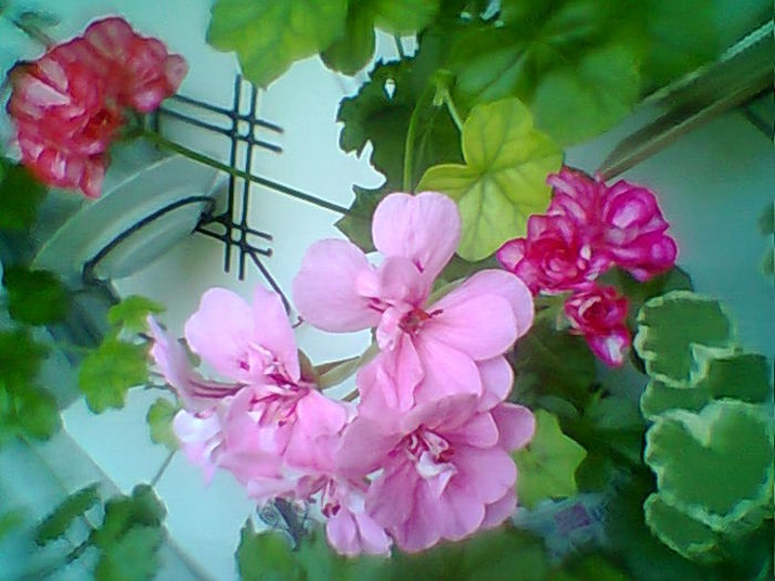 Fotogr.2081 - Flori 2015