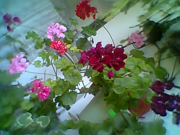 Fotogr.2083 - Flori 2015