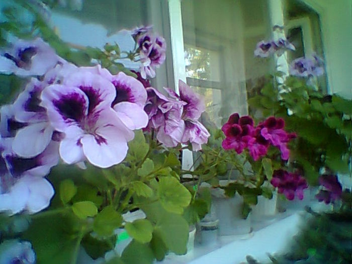 Fotogr.2084 - Flori 2015