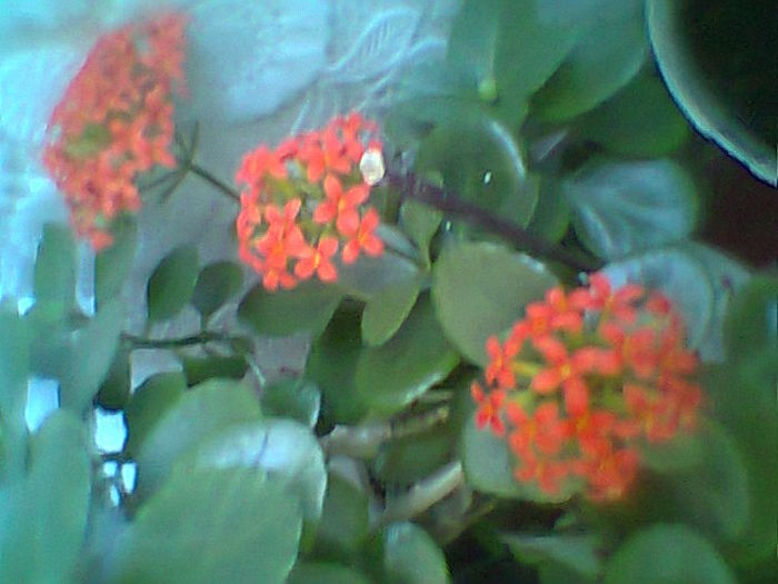 Fotogr.2091