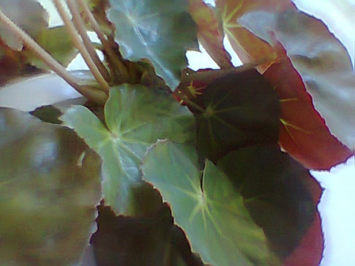 Fotogr.2093