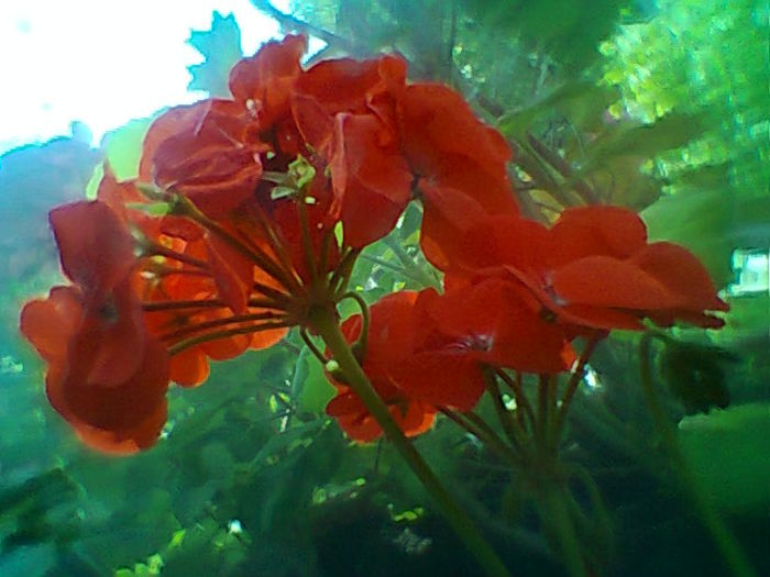 Fotogr.2096