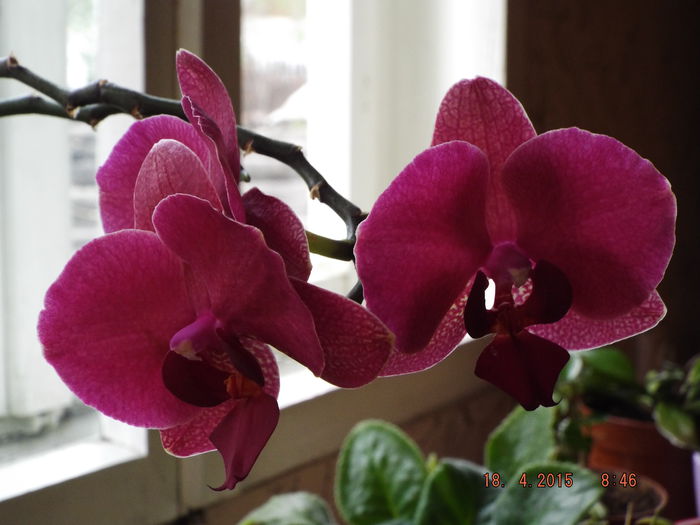 DSCF9571 - flori 2015